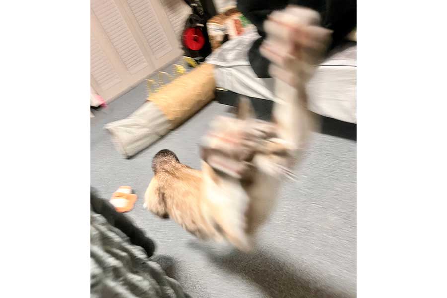 遊びに全力を注ぐちくわくん【写真提供:やくまろ(@89maro_neko)さん】