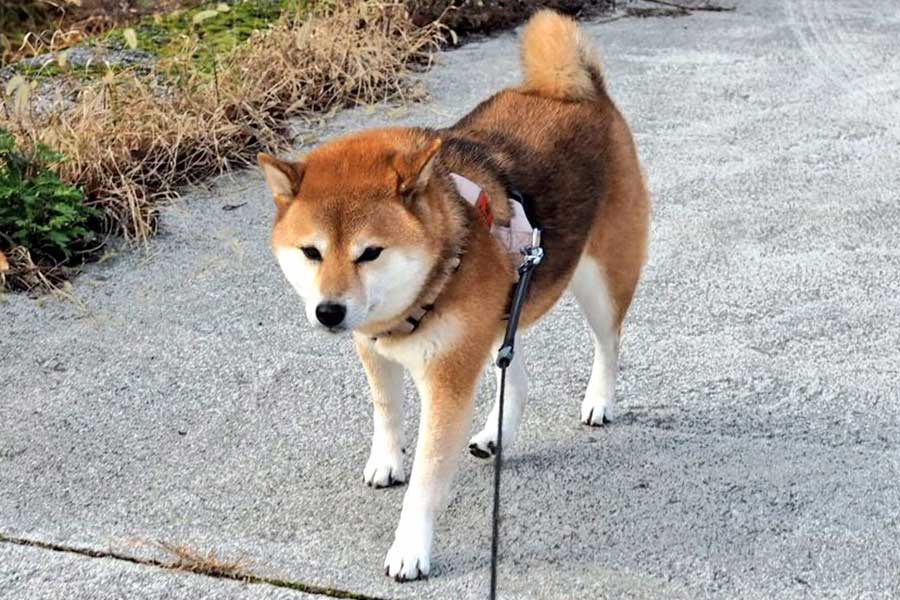 しっかりとした足取りで散歩を楽しむののちゃん【写真提供:柴犬ののの(@nonohime_shiba)さん】
