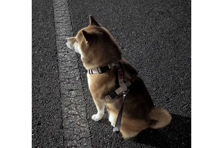 陸上部の練習を見守るののちゃん【写真提供:柴犬ののの(@nonohime_shiba)さん】