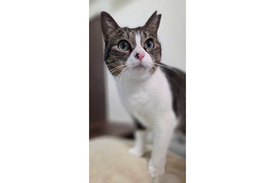 くりくりの目がかわいいつくねちゃん【写真提供：つくね（@tsukuneneko）さん】