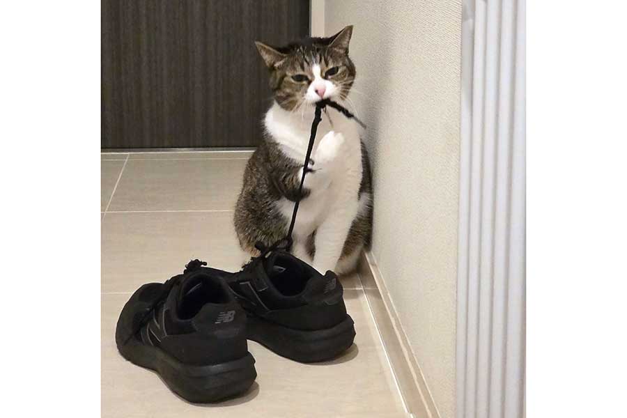 不満げな表情で紐をかじるつくねちゃん【写真提供:つくね(@tsukuneneko)さん】