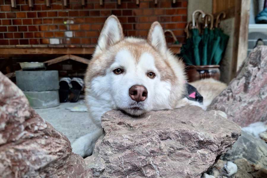 岩の上でくつろぐオリーブちゃん【写真提供：くろろ（@kuroroyuzu）さん】