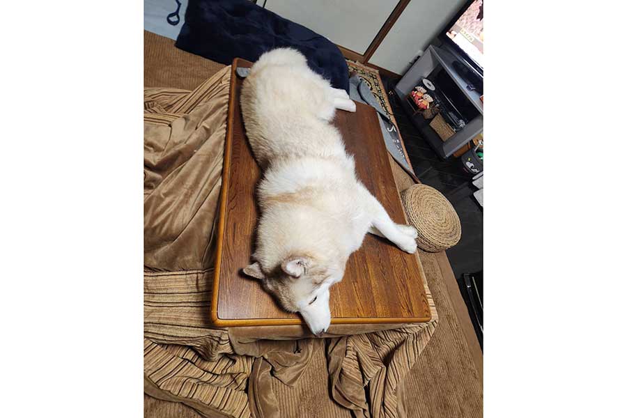 仕事中、母から送られてきた一枚。こたつの上でくつろぐオリーブちゃん【写真提供：くろろ（@kuroroyuzu）さん】