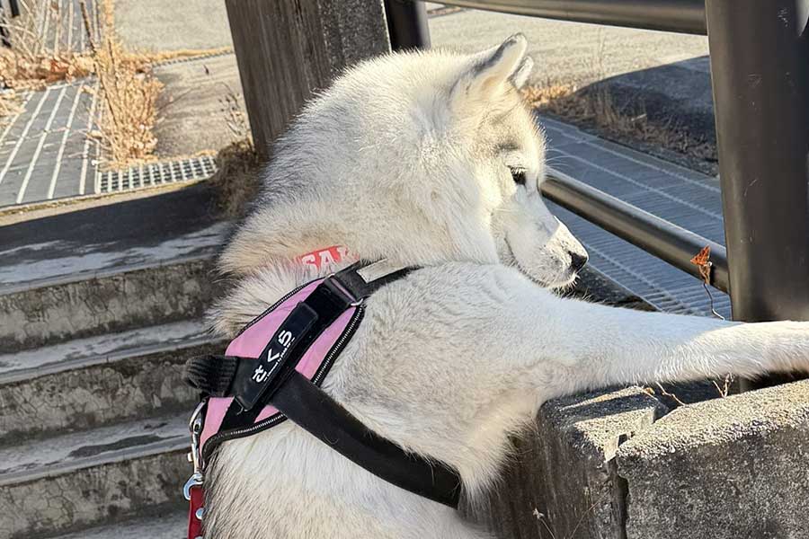 さくらちゃんが手を伸ばした先には…【写真提供：Live with husky（@Livewithhusky）さん】