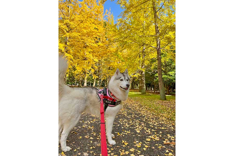散歩を楽しむさくらちゃん【写真提供：Live with husky（@Livewithhusky）さん】