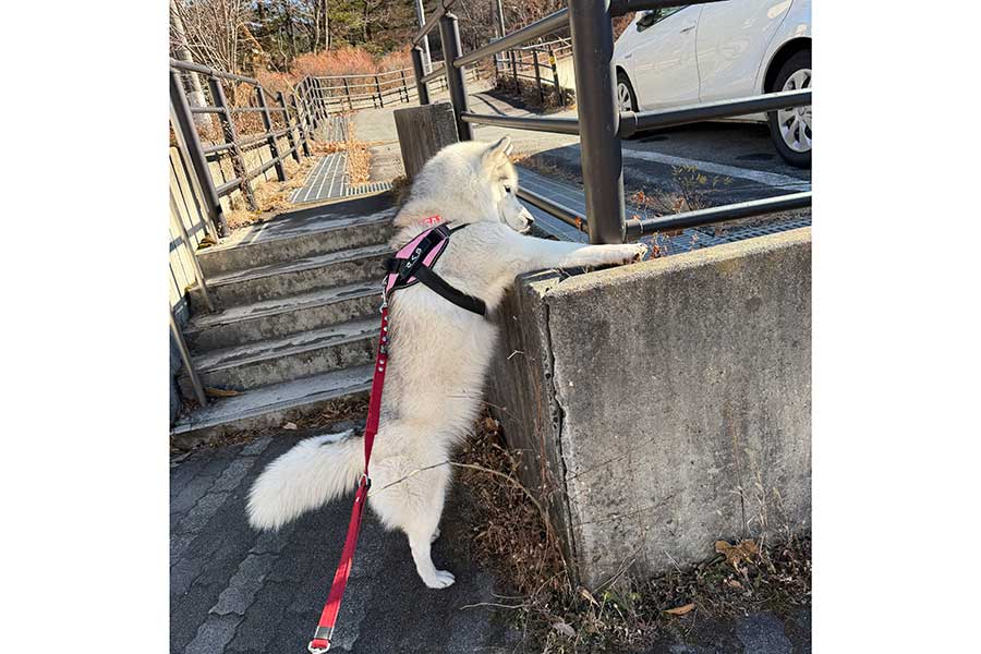 一生懸命手を伸ばすさくらちゃん【写真提供：Live with husky（@Livewithhusky）さん】