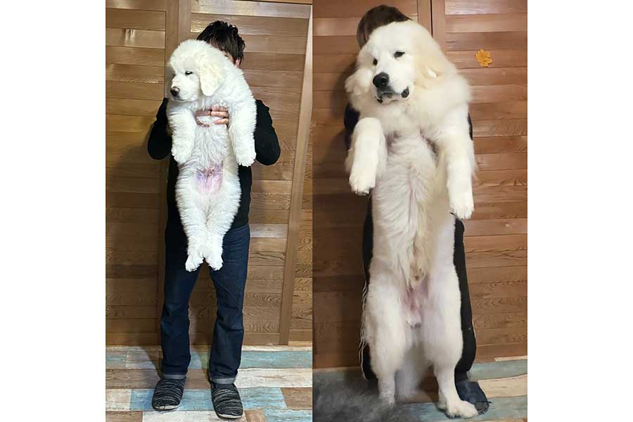 生後2か月(左)と生後10か月のぼんぼんくんを比較【写真提供:山の奥から(@yamanookukara)さん】