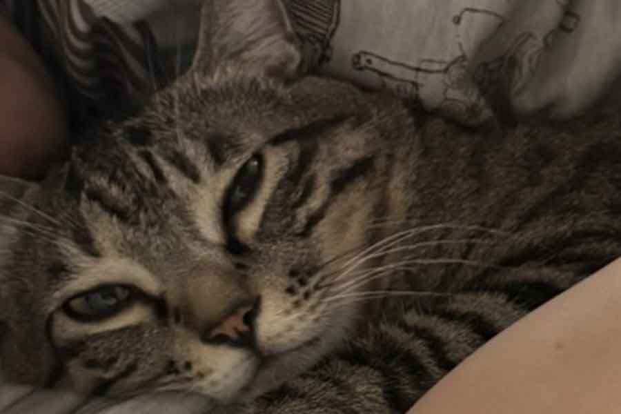 得意げな表情を見せるつむぎくん【写真提供:すずつむふう【我が家の可愛い猫's】(@kagisuzu0531)さん】