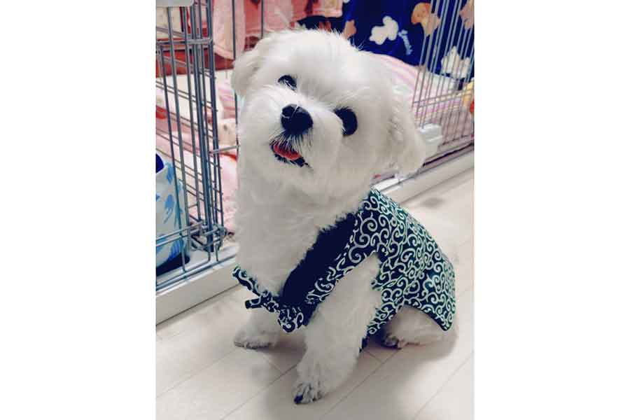 お気に入りのちゃんちゃんこを着るにこくん【写真提供:にこまる(@6yQgZFNMNk76215)さん】