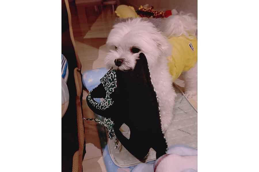 ちゃんちゃんこを渡そうとするにこくん【写真提供:にこまる(@6yQgZFNMNk76215)さん】