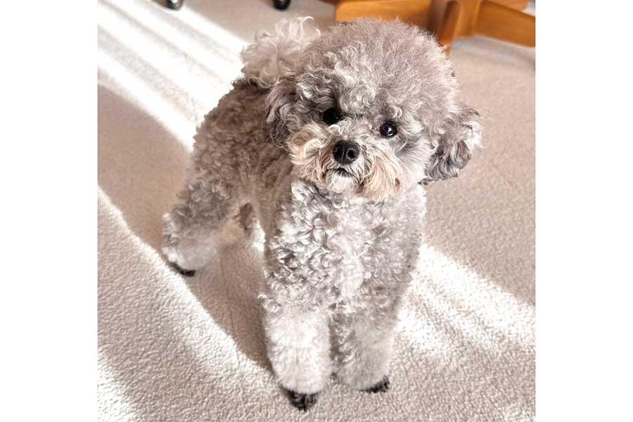 トイプードルのエマちゃん【写真提供：エマです！（@emmarinko）さん】