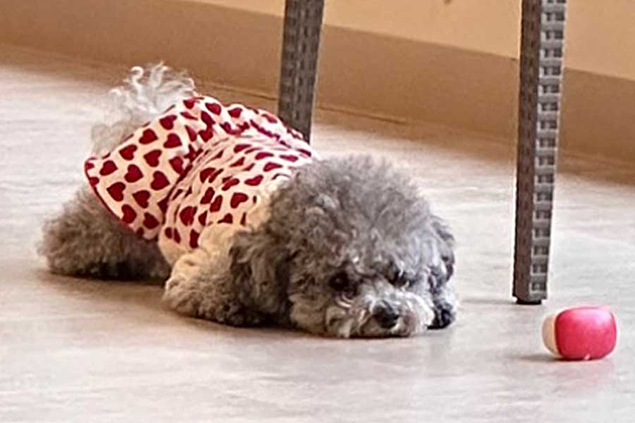 ドッグランで伏せるエマちゃん【写真提供：エマです！（@emmarinko）さん】