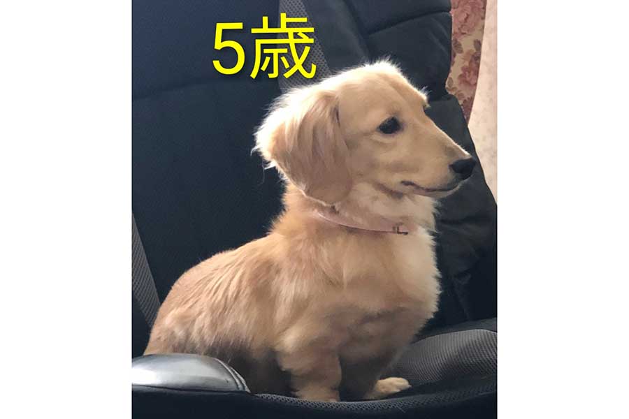 シュッとして「美人」な、5歳のマロンちゃん【写真提供：ふかふか（@Kingyo1717）さん】