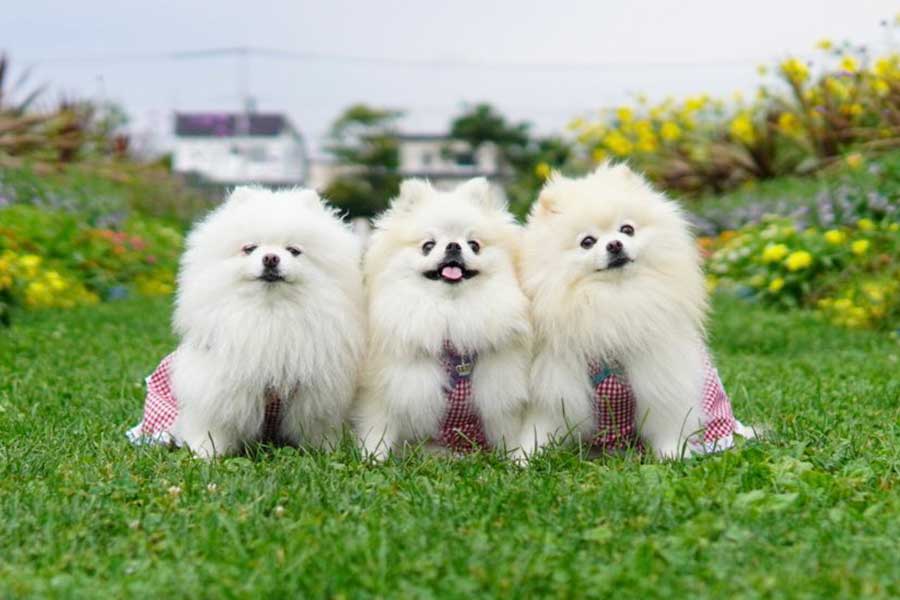 草原で笑顔を見せる（左から）メルちゃん、クララちゃん、マリンちゃん【写真提供：愉快な3姉妹ポメラニアンちゃんねる（@melkuramarin）さん】