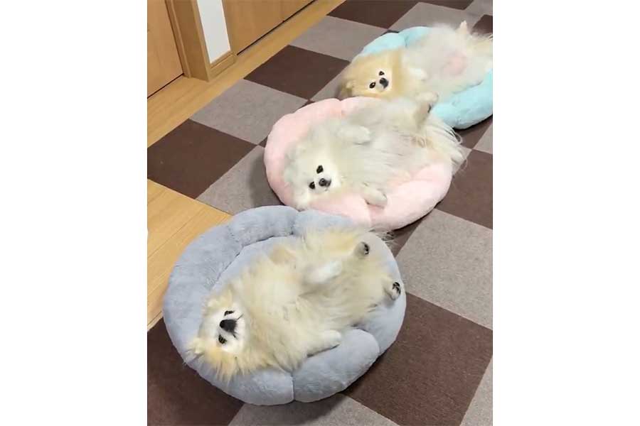 新しいソファでくつろぐ（手前から） クララちゃん、メルちゃん、マリンち ゃん（スクリーンショット）