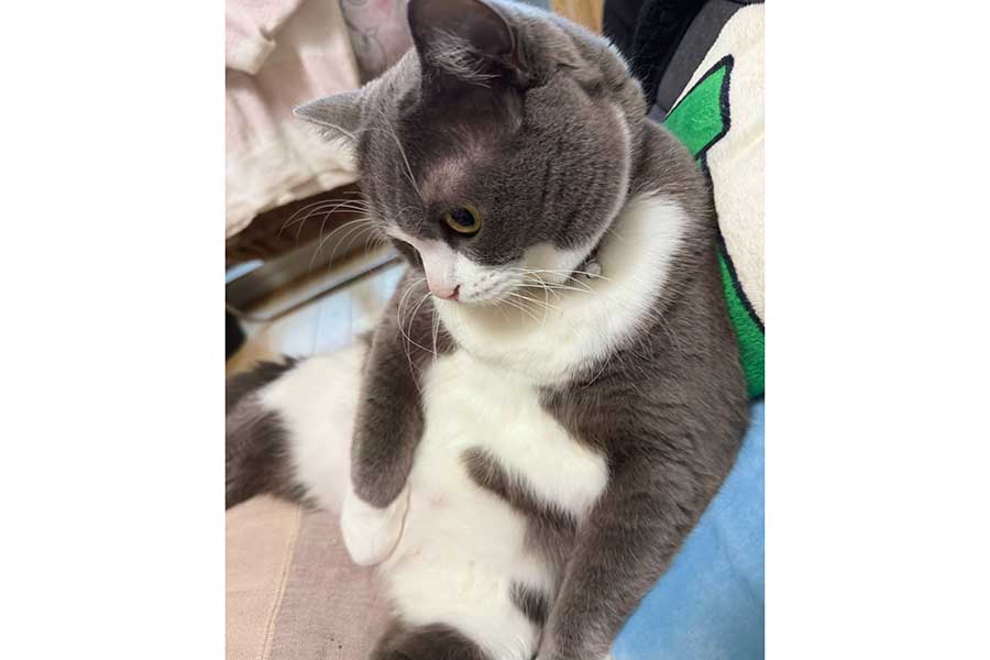 虚無な姿のごましおくん【写真提供：わがやのねこ（@neko_wagaya）さん】