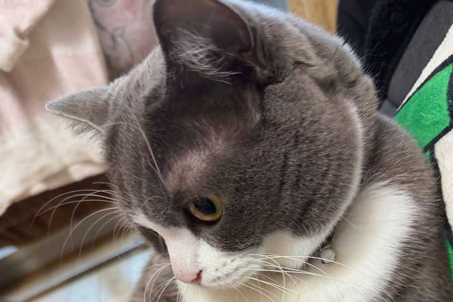 まさかの体勢で休んでいたごましおくん【写真提供：わがやのねこ（@neko_wagaya）さん】