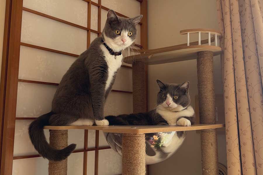 キャットタワーでくつろぐ（左から）しらたまくんとごましおくん【写真提供：わがやのねこ（@neko_wagaya）さん】