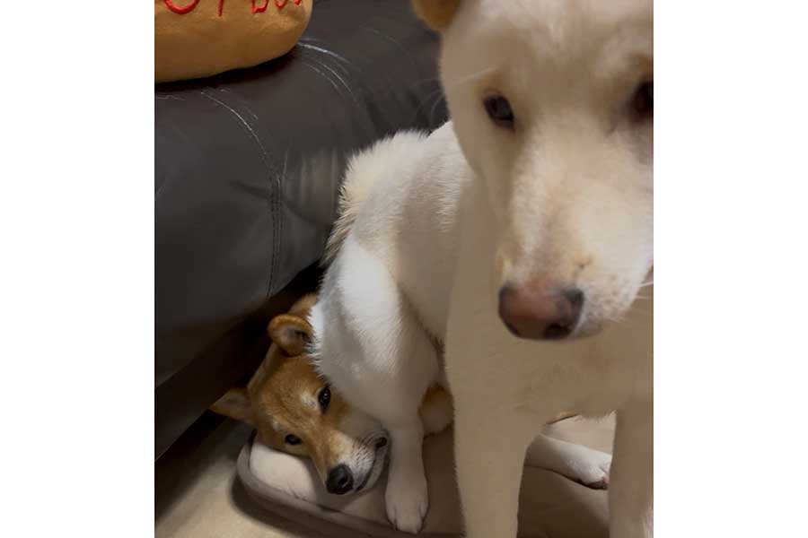 ぽん太くんの顔に座るうに太くん【写真提供：ぽん太とうに太（@pontaunita）さん】