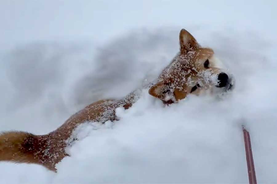 雪の中で進まなくなってしまった、柴犬のぽちちゃん（スクリーンショット）