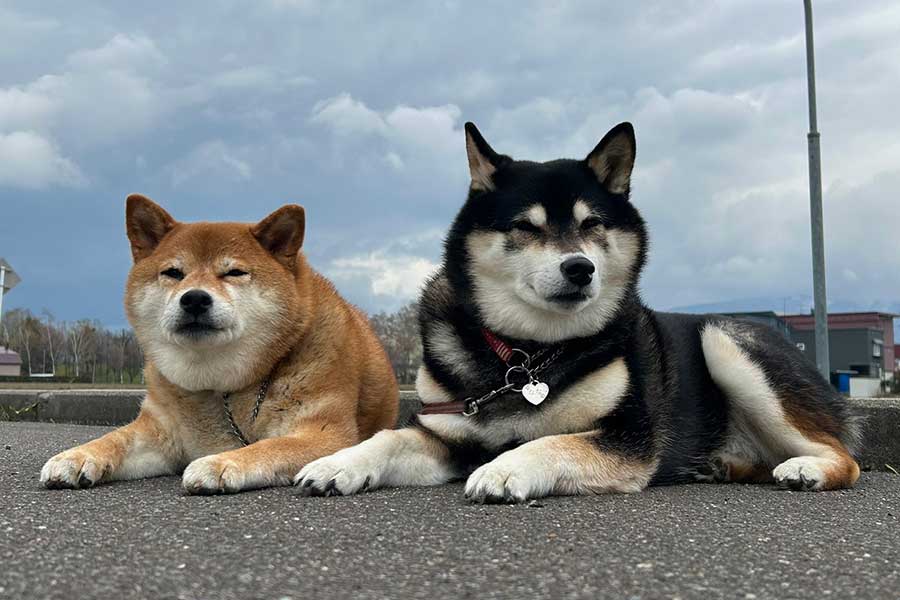 仲良しな（左から）ぽちちゃんとななちゃん【写真提供：2匹と田舎で生活中～（@pochi0821nana）さん】