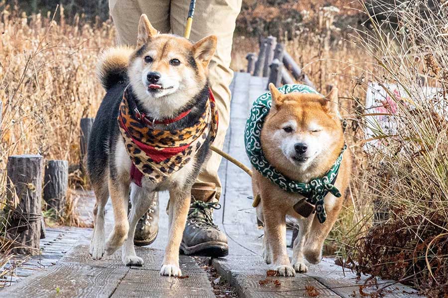 ウインクするような表情でお散歩を楽しむたけちよくん【写真提供：柴犬たけちよ（@takechiyo_shiba）さん】