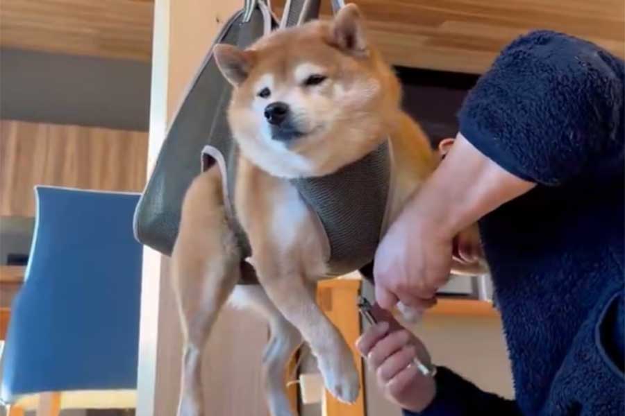 爪切り中の柴犬、たけちよくん（写真はスクリーンショット）