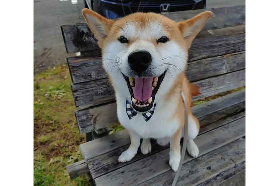 今年一番の笑顔を浮かべるコテツくん【写真提供：なにゃー（@nanya_1101）さん】