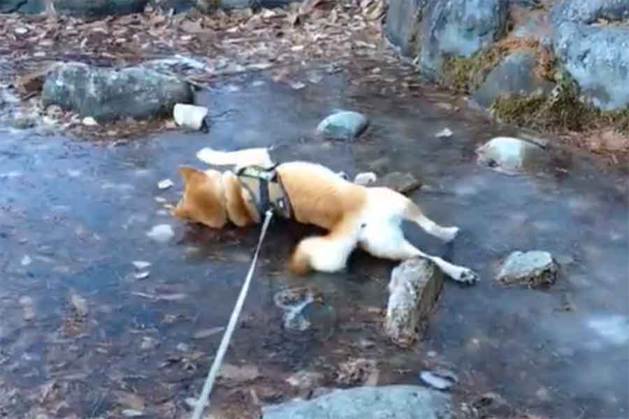 凍った池ではしゃぐコテツくん（スクリーンショット）