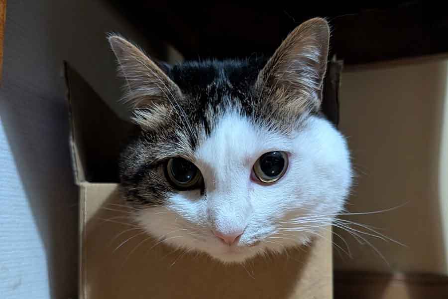 箱に収まるローズちゃん【写真提供：だいちゃん（@study42870617）さん】