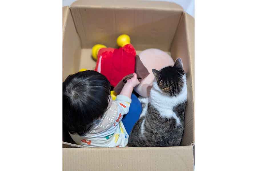 話題になった一枚。仲良く段ボールの中で遊ぶ様子【写真提供：だいちゃん（@study42870617）さん】