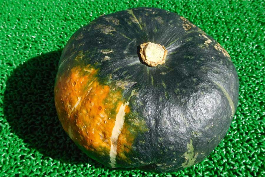 カボチャの一部が濃いオレンジに変色しているものは、甘味が強い傾向。選んでOK（写真はイメージ）【写真：PIXTA】
