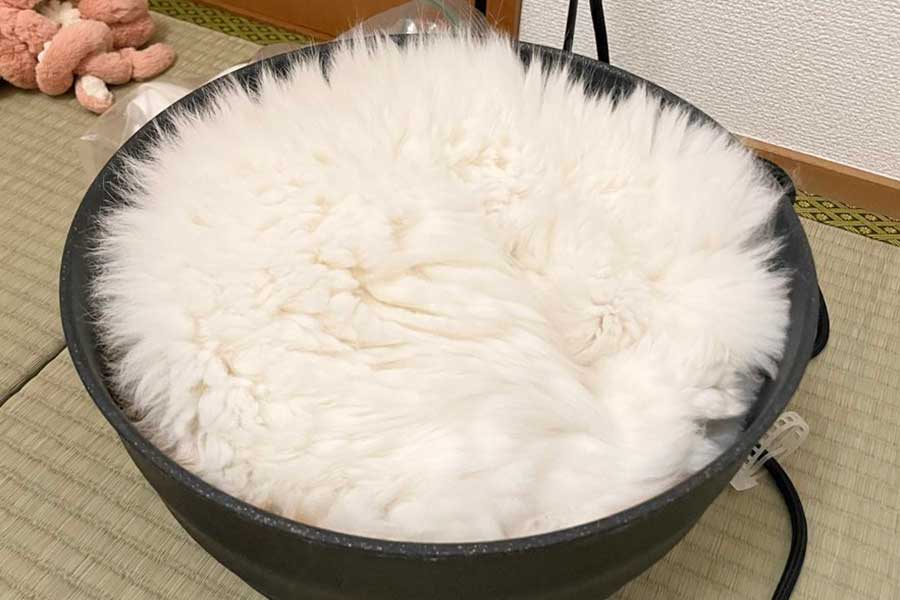 メダカ鉢に入ったもけもけくん【写真提供：もけもけ@エキゾチックロングヘア（@mkmk_1019x）さん】