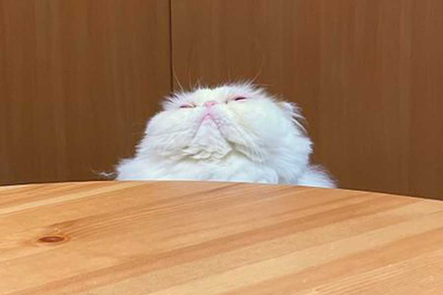 「ごーはーんーまーだー」の投稿に添えられた一枚【写真提供：もけもけ@エキゾチックロングヘア（@mkmk_1019x）さん】