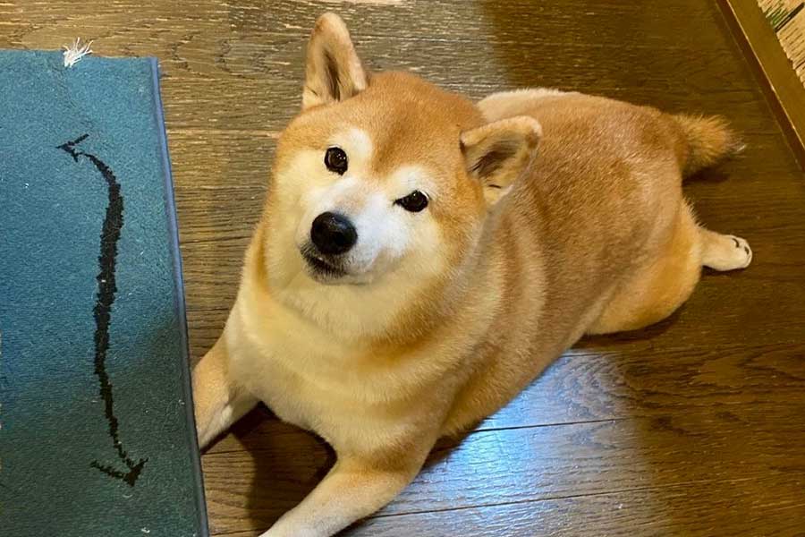 家の中でまったりする瑚子ちゃん【写真提供：柴犬 瑚子（@shibacoco0613）さん】