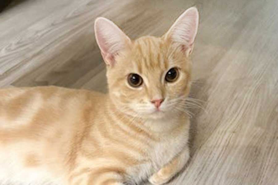 好奇心旺盛なミクくん【写真提供：ぷくり（@Pukuri_cat）さん】