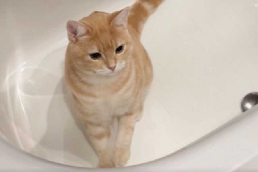 肉球でキュッキュッとバスタブを磨くミクくん（スクリーンショット）