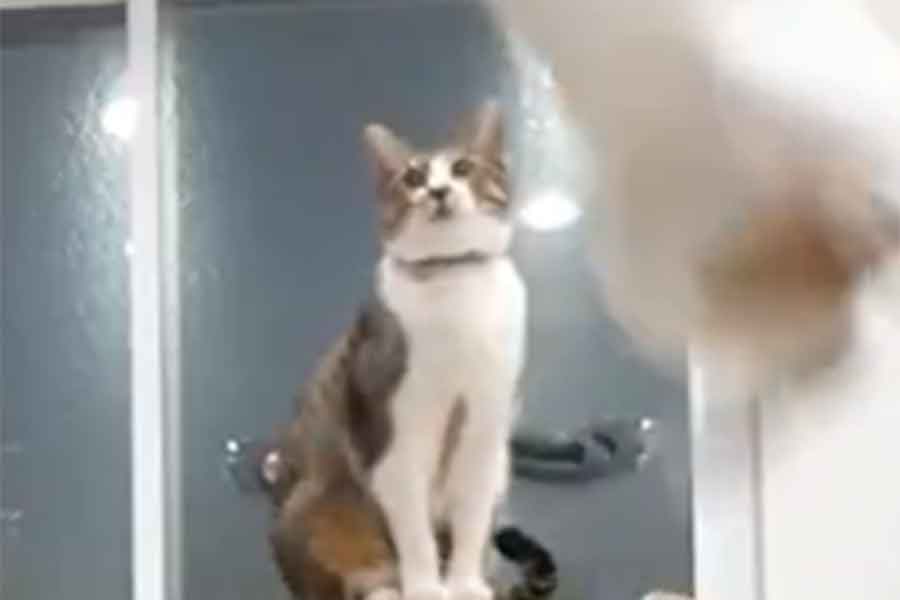 からあげくんが見つめる先には…（スクリーンショット）