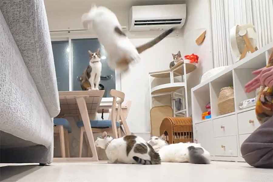 にぎやかに遊ぶねこたちと飼い主さん（スクリーンショット）