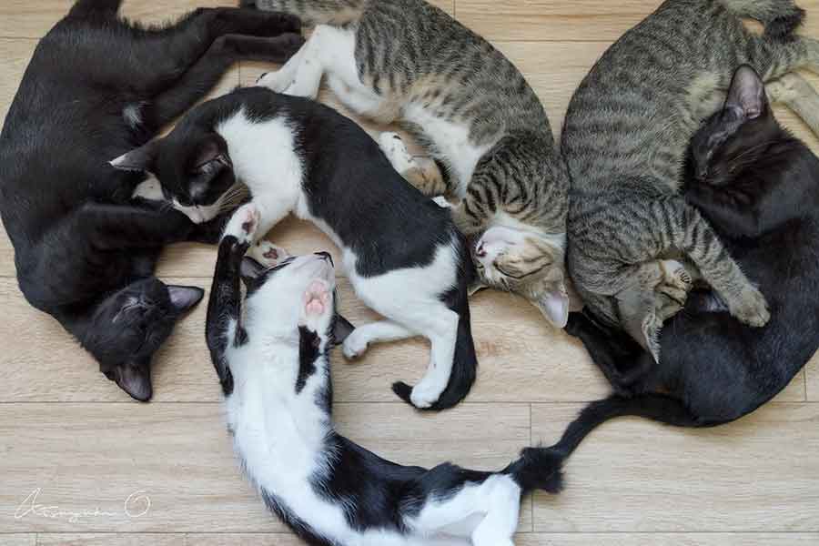 飼い主さんと一緒に暮らすかわいらしい7匹のねこたち【写真提供：大島 淳之 / Atsuyuki Ohshima（@atyk12）さん】