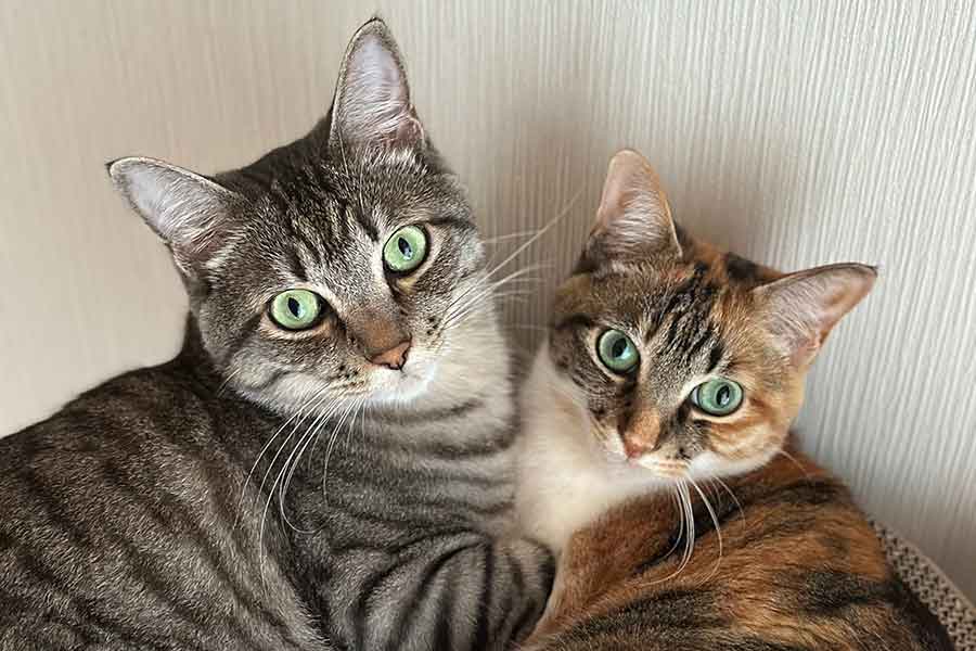 仲良しな（左から）漱石くんと宇佐美ちゃん【写真提供：きなこまみれ　kinako mamire（@kinako_mamire）さん】