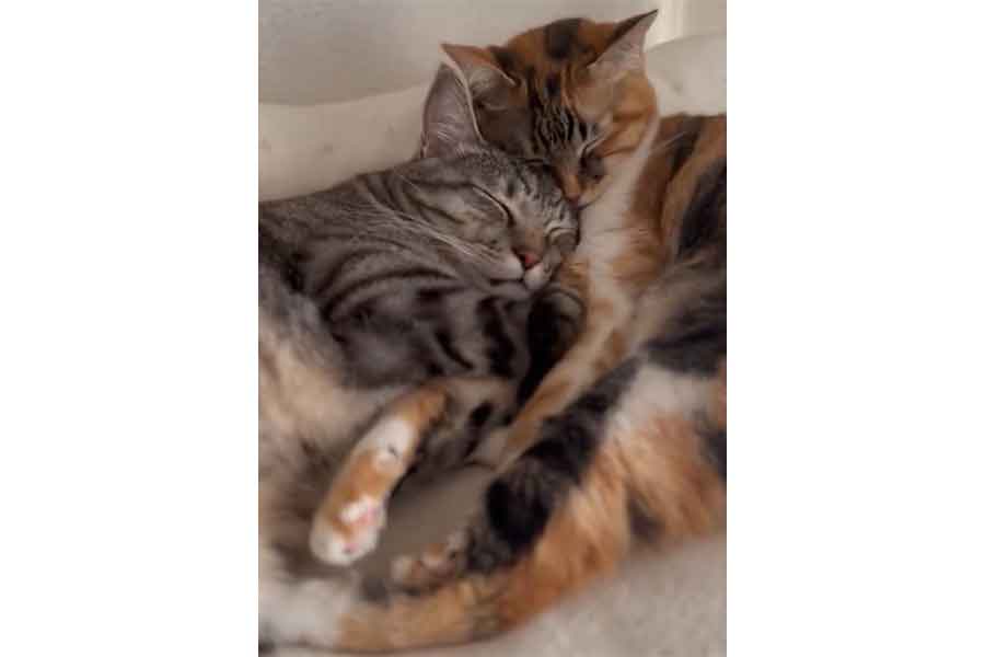 一緒に寝る姿が愛らしい（左から）漱石くんと宇佐美ちゃん【写真提供：きなこまみれ　kinako mamire（@kinako_mamire）さん】