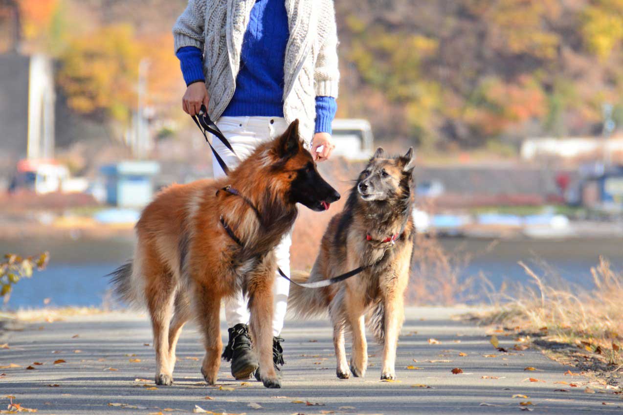 長期休みごとに、大型犬2匹の世話を押しつけられる。犬たちはかわいいけれどうんざり（写真はイメージ）【写真：PIXTA】