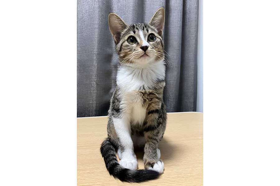 ちょこんと座る姿がかわいいきびちゃん【写真提供:むぎときび(@mugitokorom)さん】