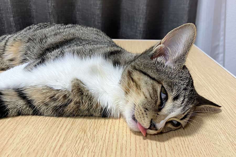 インパクト大の表情で横になるきびちゃん【写真提供:むぎときび(@mugitokoromo)さん】