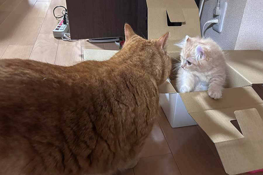 段ボールを覗くちょこくんと、中に入るチロルくん【写真提供：ちゃろこ（@necole_cc2）さん】