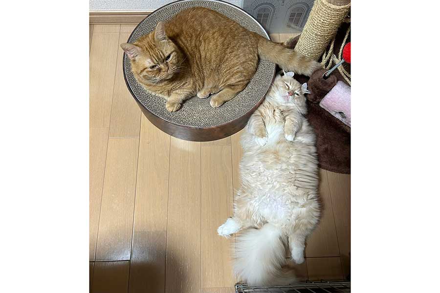 部屋でくつろぐ（左から）ちょこくんとチロルくん【写真提供：ちゃろこ（@necole_cc2）さん】