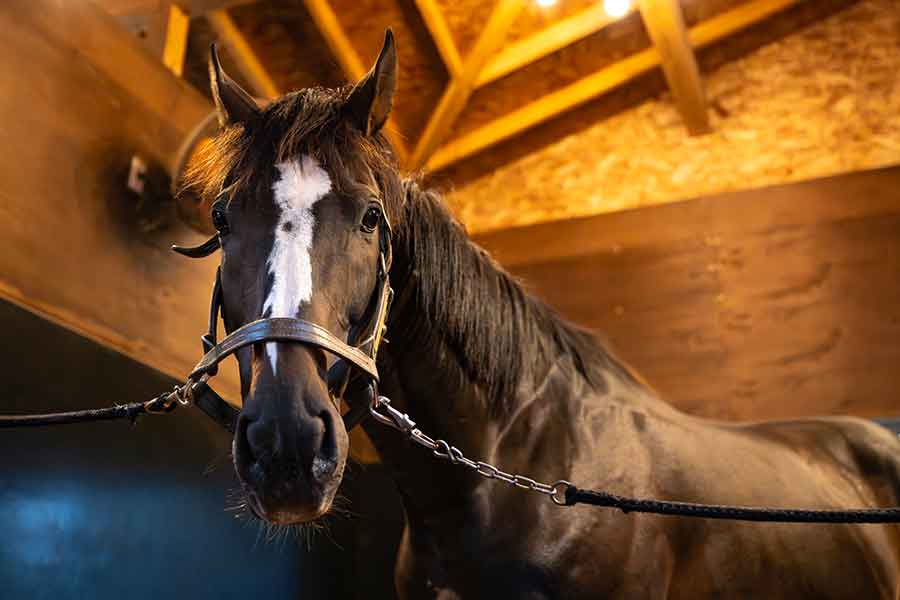 牧場では「おとなしいほう」というオジュウチョウサン【写真提供：Yogiboヴェルサイユリゾートファーム】