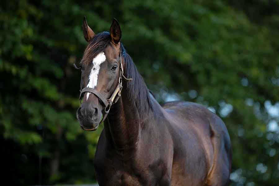 放牧地で元気に過ごすオジュウチョウサン【写真提供：Yogiboヴェルサイユリゾートファーム】