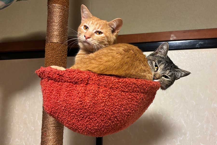 家でくつろぐ（右から）キジ子ちゃんとチャックンくん【写真提供：そら@ネコ垢（@soramoon22）さん】